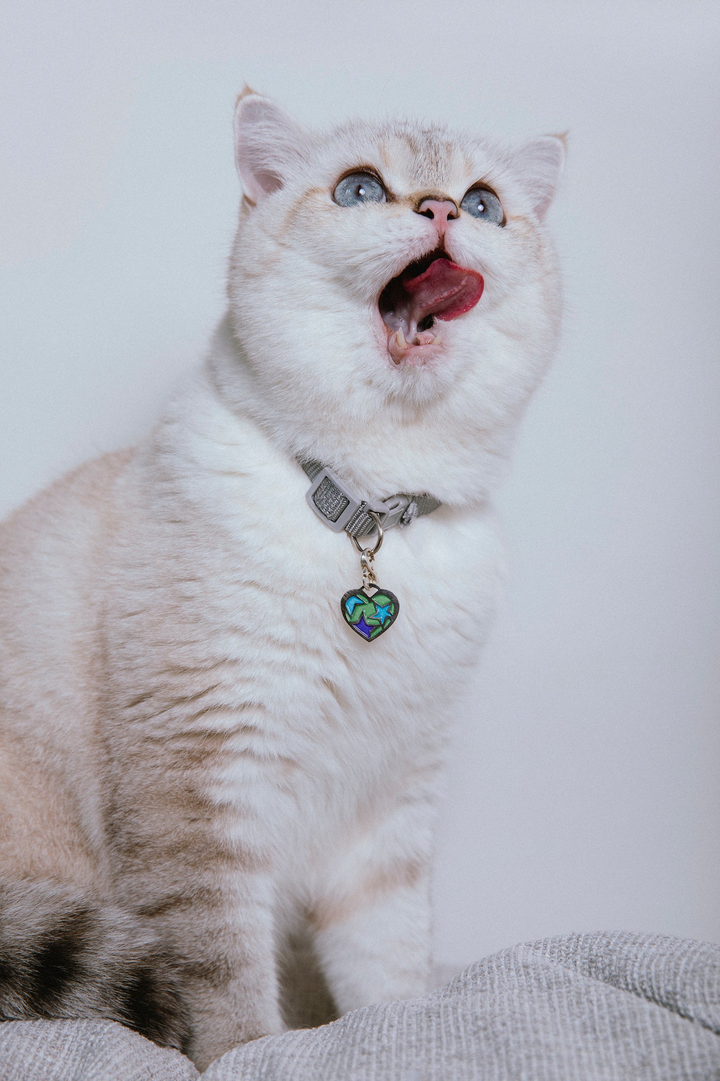 Colgante Harry de plata esmaltado para mascotas