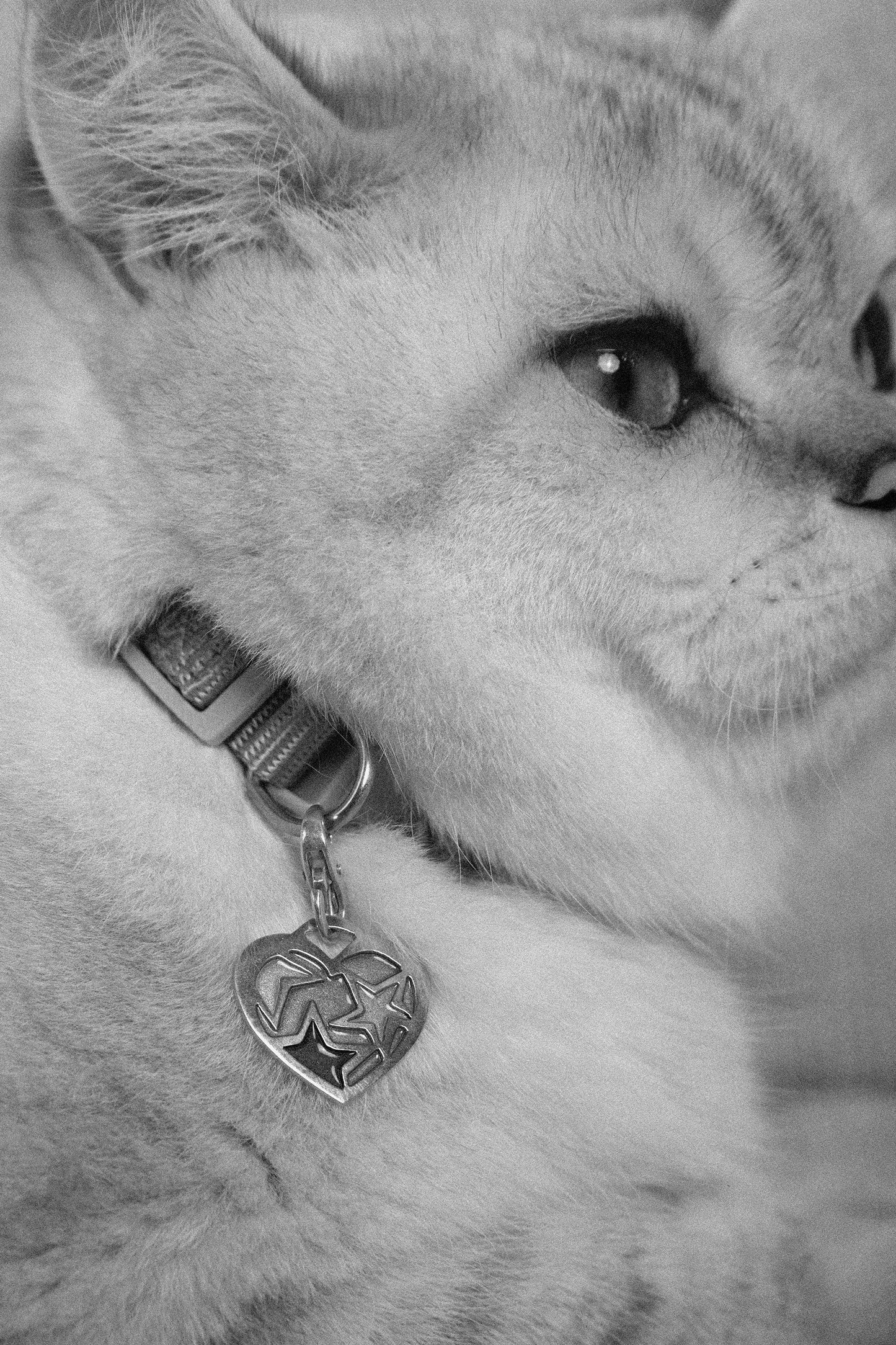 Colgante Harry de plata esmaltado para mascotas